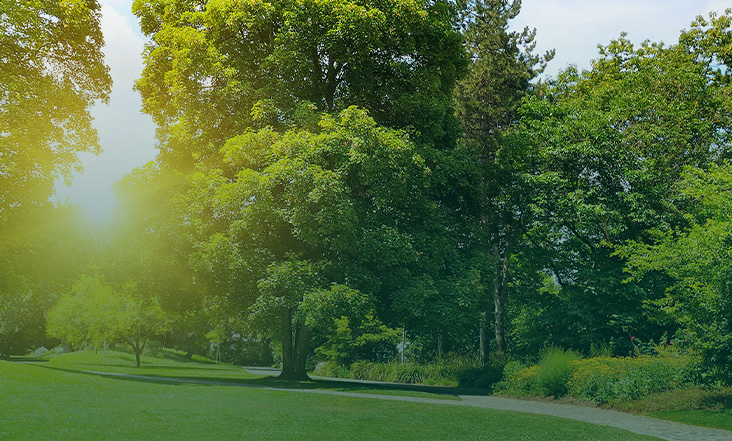 Residential/Domestic Tree Surgery in Northampton and Northamptonshire