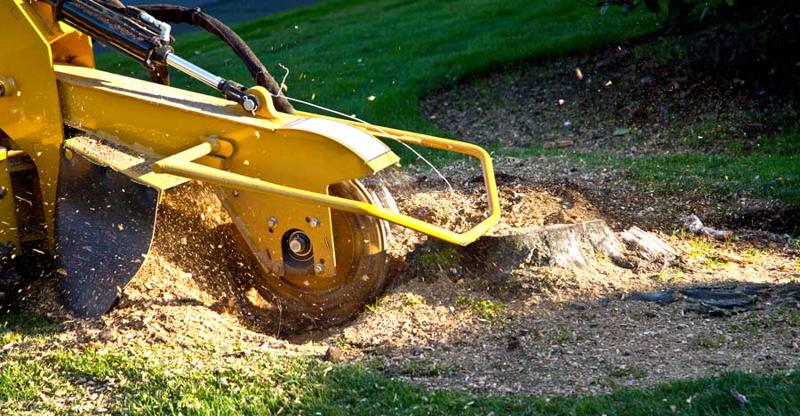 Stump Grinding 360 Tree Services Northampton